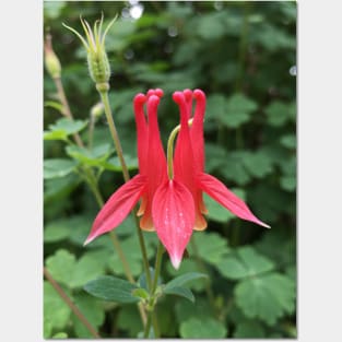 Glowing Northern Red Columbine Posters and Art